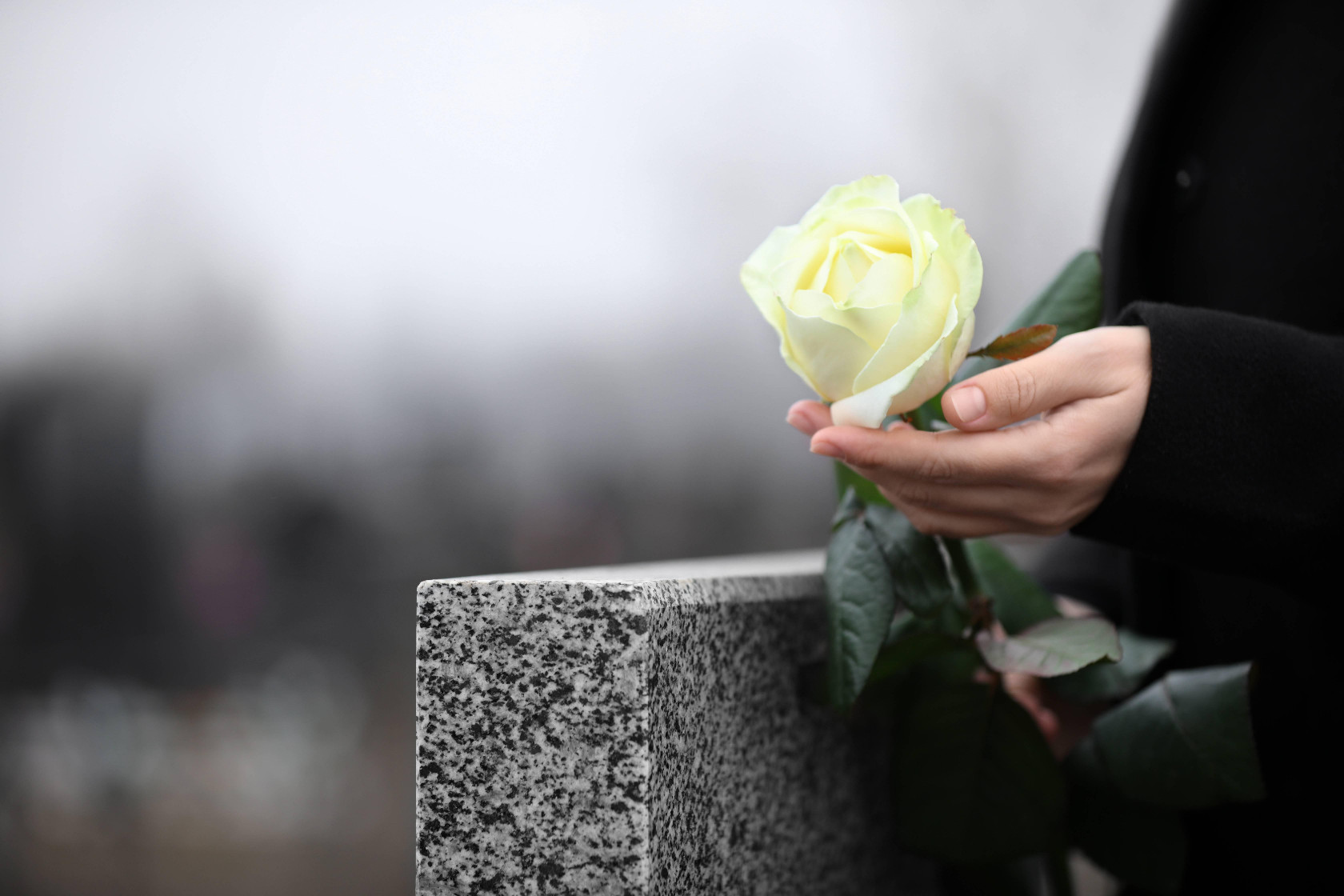 roos bij het graf